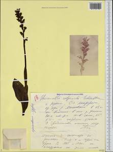 Steveniella satyrioides (Spreng.) Schltr., Caucasus, Black Sea Shore (from Novorossiysk to Adler) (K3) (Russia)