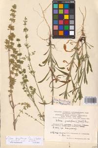 Silene borysthenica (Gruner) Walters, Eastern Europe, Lithuania (E2a) (Lithuania)