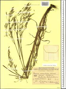 Bromus japonicus Houtt., Caucasus, Georgia (K4) (Georgia)