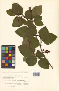 Alnus alnobetula subsp. sinuata (Regel) Raus, Siberia, Chukotka & Kamchatka (S7) (Russia)