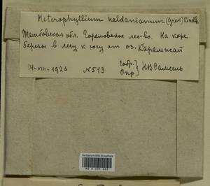 Callicladium haldaneanum (Grev.) H.A. Crum, Bryophytes, Bryophytes - Central forest-and-steppe region (B10) (Russia)