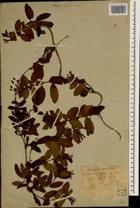 Lonicera japonica Thunb., South Asia, South Asia (Asia outside ex-Soviet states and Mongolia) (ASIA) (Japan)