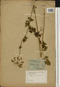 Selinum carvifolia (L.) L., Eastern Europe, South Ukrainian region (E12) (Ukraine)