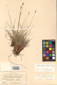 Carex simpliciuscula Wahlenb., Siberia, Russian Far East (S6) (Russia)