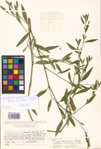 Polygonum ramosissimum Michx., Eastern Europe, Moscow region (E4a) (Russia)
