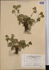 Alchemilla retropilosa Juz., Middle Asia, Northern & Central Tian Shan (M4) (Kyrgyzstan)
