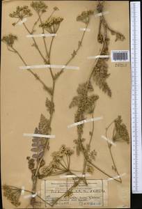 Oedibasis apiculata (Kar. & Kir.) Koso-Pol., Middle Asia, Western Tian Shan & Karatau (M3) (Kazakhstan)