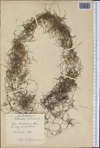 Tillandsia usneoides (L.) L., America (AMER) (Cuba)