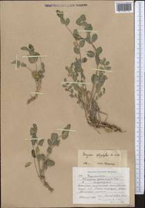 Astragalus platyphyllus Kar. & Kir., Middle Asia, Western Tian Shan & Karatau (M3) (Kyrgyzstan)