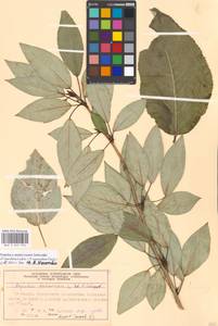Populus ×moscoviensis Schröd., Eastern Europe, Moscow region (E4a) (Russia)