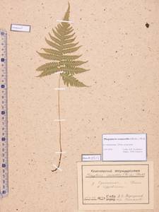 Phegopteris connectilis (Michx.) Watt, Siberia, Altai & Sayany Mountains (S2) (Russia)