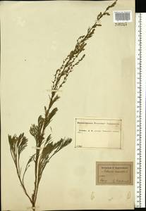 Artemisia campestris L., Eastern Europe, Central forest-and-steppe region (E6) (Russia)