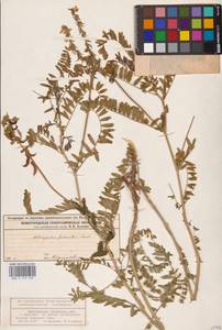 Astragalus falcatus Lam., Eastern Europe, Volga-Kama region (E7) (Russia)