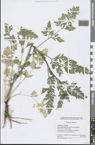Daucus carota L., Eastern Europe, Central region (E4) (Russia)