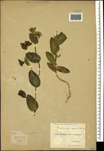 Bupleurum rotundifolium L., Caucasus, Georgia (K4) (Georgia)