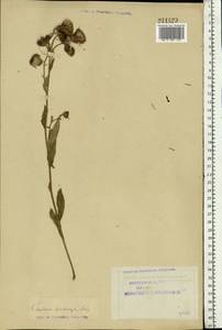 Cirsium arvense (L.) Scop., Eastern Europe, Northern region (E1) (Russia)