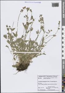 Cerastium jenisejense × beeringianum, Siberia, Central Siberia (S3) (Russia)