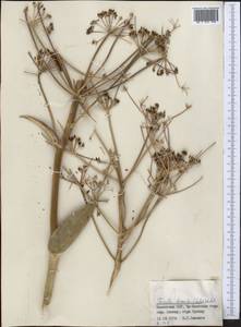Ferula dissecta (Ledeb.) Ledeb., Middle Asia, Northern & Central Tian Shan (M4) (Kazakhstan)