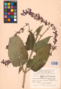 MHA 0 156 318, Salvia pratensis L., Eastern Europe, Central region (E4) (Russia)