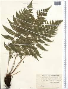 Athyrium filix-femina (L.) Roth, Middle Asia, Northern & Central Kazakhstan (M10) (Kazakhstan)