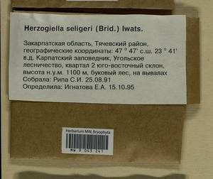 Herzogiella seligeri (Brid.) Z. Iwats., Bryophytes, Bryophytes - Ukraine & Moldova (B3) (Ukraine)