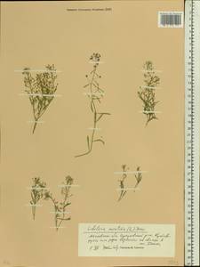 Lobularia maritima (L.) Desv., Eastern Europe, Moscow region (E4a) (Russia)
