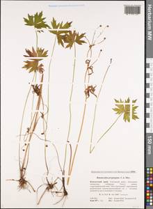 Ranunculus propinquus, Siberia, Chukotka & Kamchatka (S7) (Russia)