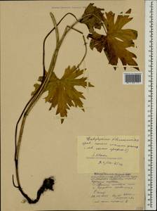 Delphinium flexuosum M. Bieb., Caucasus, North Ossetia, Ingushetia & Chechnya (K1c) (Russia)