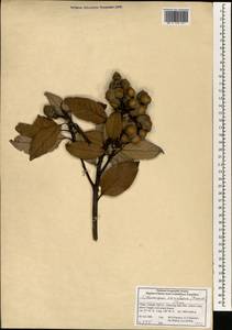 Lithocarpus variolosus (Franch.) Chun, South Asia, South Asia (Asia outside ex-Soviet states and Mongolia) (ASIA) (China)