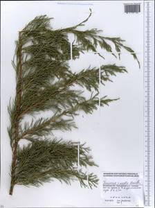 Juniperus semiglobosa Regel, Eastern Europe, Moscow region (E4a) (Russia)