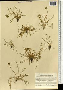 Taraxacum leucanthum (Ledeb.) Ledeb., Mongolia (MONG) (Mongolia)