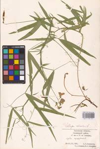 Lathyrus sylvestris L., Eastern Europe, North-Western region (E2) (Russia)