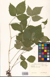 Rubus saxatilis L., Eastern Europe, Moscow region (E4a) (Russia)