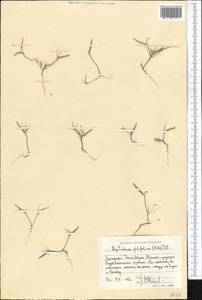 Leptaleum filifolium (Willd.) DC., Middle Asia, Western Tian Shan & Karatau (M3) (Uzbekistan)