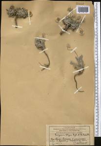Psychrogeton olgae (Regel & Schmalh.) Novopokr. ex Nevski, Middle Asia, Western Tian Shan & Karatau (M3) (Kazakhstan)