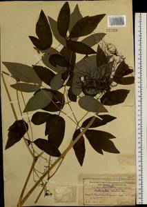 Caulophyllum robustum Maxim., Siberia, Russian Far East (S6) (Russia)