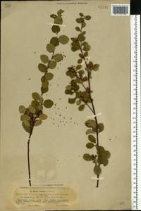Betula humilis Schrank, Eastern Europe, North Ukrainian region (E11) (Ukraine)