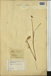 Allium oleraceum L., Western Europe (EUR)