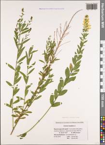 Genista tinctoria subsp. tinctoria, Caucasus, Black Sea Shore (from Novorossiysk to Adler) (K3) (Russia)