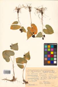 Maianthemum dilatatum (Alph.Wood) A.Nelson & J.F.Macbr., Siberia, Chukotka & Kamchatka (S7) (Russia)