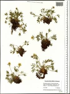 Potentilla biflora Willd. ex Schltdl., Siberia, Baikal & Transbaikal region (S4) (Russia)