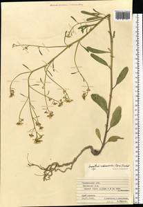 Guenthera persica (Boiss. & Hohen.) D.A.German, Eastern Europe, Middle Volga region (E8) (Russia)