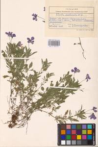 Viola declinata Waldst. & Kit., Eastern Europe, West Ukrainian region (E13) (Ukraine)