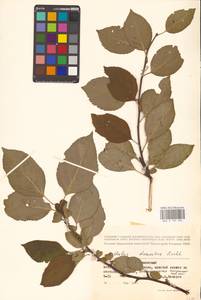 Malus domestica (Suckow) Borkh., Eastern Europe, Western region (E3) (Russia)
