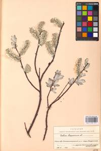 Salix lapponum L., Eastern Europe, Moscow region (E4a) (Russia)