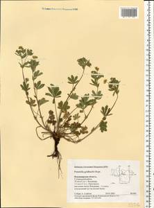 Potentilla thuringiaca Bernh. ex Link, Eastern Europe, Central region (E4) (Russia)