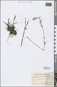 Viscaria vulgaris Röhl., Eastern Europe, Moscow region (E4a) (Russia)