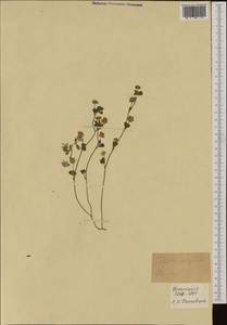 Trifolium resupinatum L., Western Europe (EUR) (France)