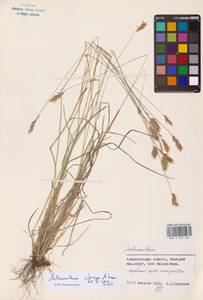 Anthoxanthum nipponicum Honda, Eastern Europe, Northern region (E1)