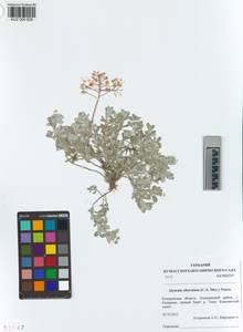 KUZ 005 629, Odontarrhena obovata C.A.Mey., Siberia, Altai & Sayany Mountains (S2) (Russia)